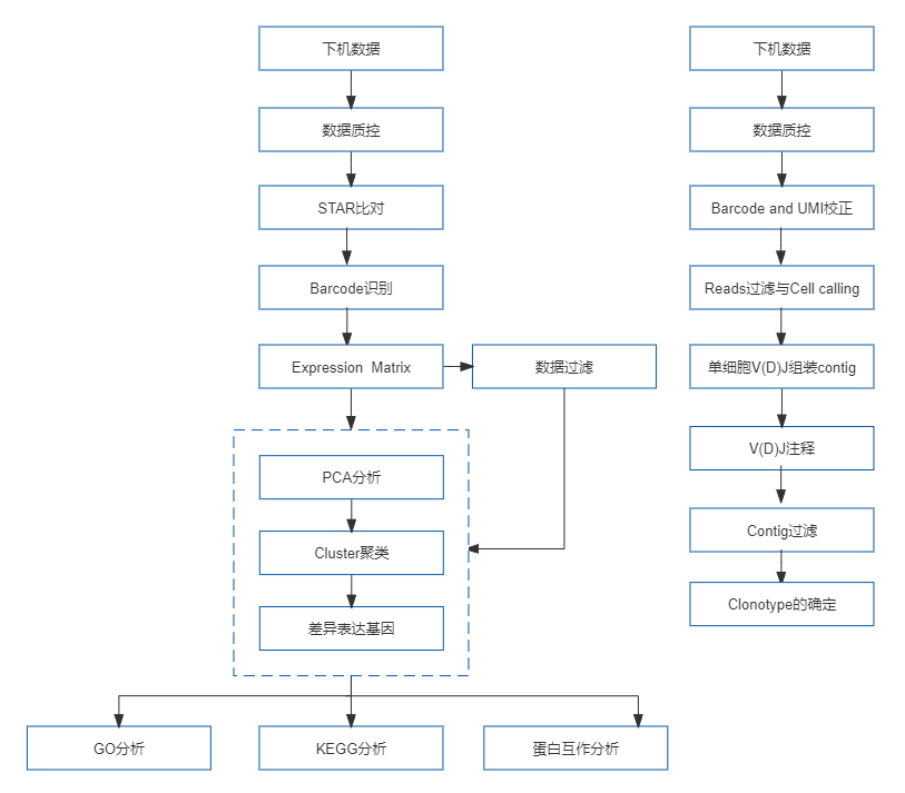 34、10x Genomics单细胞免疫组库测序.png