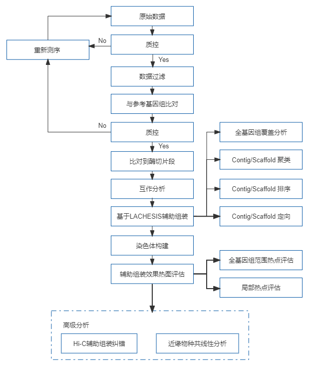 9、Hi-C辅助组装.png