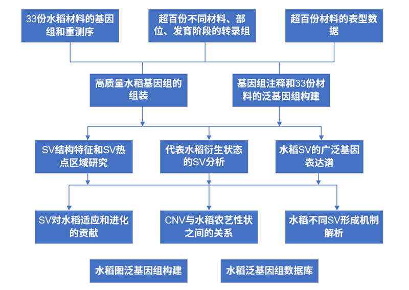 水稻_副本.png